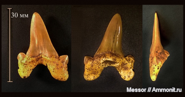 мел, рыбы, акулы, сеноман, Cretоlamna, Cenomanian, Cretaceous, fish, sharks
