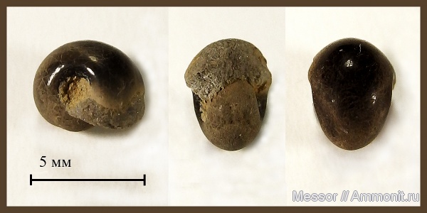 Bellerophon, стешевский горизонт, Gastropoda