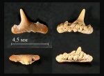 Переднебоковой зуб Synechodus cf. dubrisiensis Переднебоковой зуб Synechodus cf. dubrisiensis