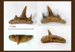 Paraorthacodus recurvus
