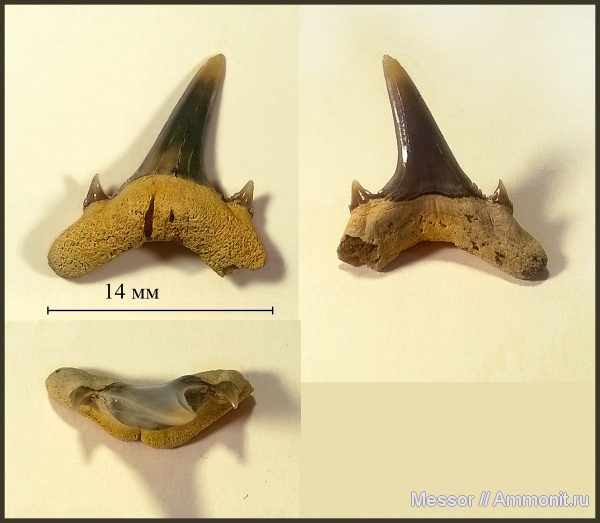 зубы, хрящевые рыбы, акулы, зубы акул, Chondrichthyes, Elasmobranchii, Mennerotodus, Lamniformes, Odontaspididae, shark teeth, sharks, бучакская свита