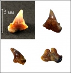 Megascyliorhinus sp.?