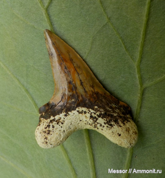 зубы, хрящевые рыбы, акулы, зубы акул, Cretoxyrhina, Cretoxyrhina denticulata, Chondrichthyes, Elasmobranchii, shark teeth, sharks