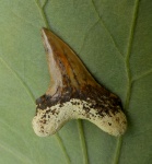 Зуб Cretoxyrhina sp.