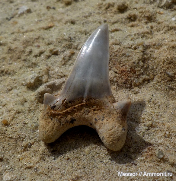 зубы, хрящевые рыбы, акулы, зубы акул, Chondrichthyes, Elasmobranchii, Lamniformes, shark teeth, sharks