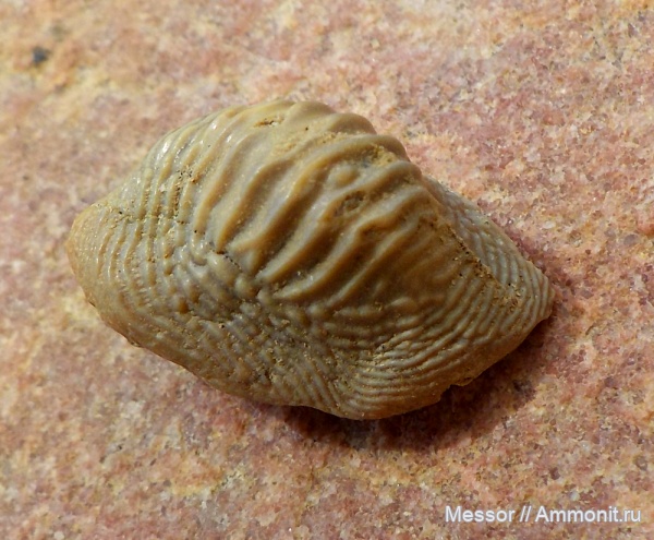 зубы, акулы, Ptychodus, Hybodontiformes, Ptychodus mammillaris, Cenomanian, Cretaceous, Ptychodontidae, sharks