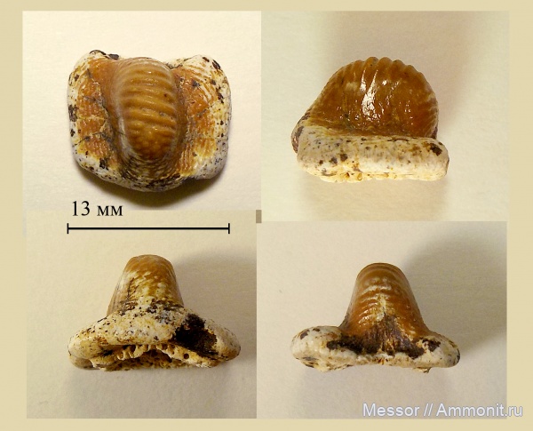 зубы, акулы, зубы акул, Ptychodus, Hybodontiformes, Cenomanian, Cretaceous, Ptychodontidae, shark teeth, sharks, ptychodus anonymus