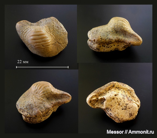 зубы, хрящевые рыбы, акулы, зубы акул, Ptychodus, Chondrichthyes, Elasmobranchii, Hybodontiformes, Ptychodus mammillaris, Cenomanian, Cretaceous, Ptychodontidae, teeth, shark teeth, sharks