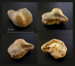 Ptychodus mammillaris