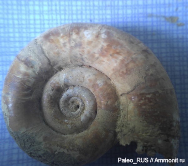 нижний мел, готерив, Protetragonites, Hauterivian, Lower Cretaceous