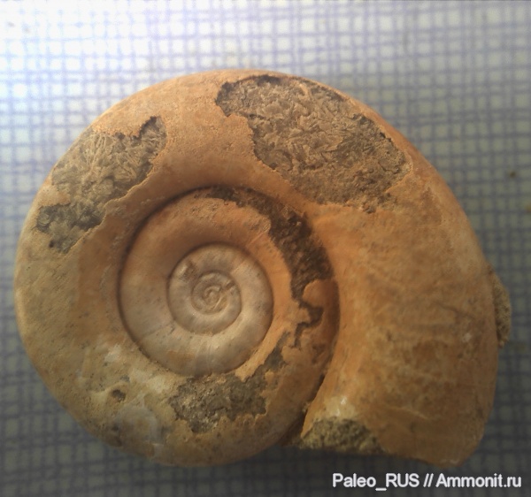 нижний мел, готерив, Protetragonites, Hauterivian, Lower Cretaceous