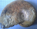 Haploceras