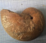 Раковина ископаемого головоногого моллюска Phyllopachyceras katsehiense