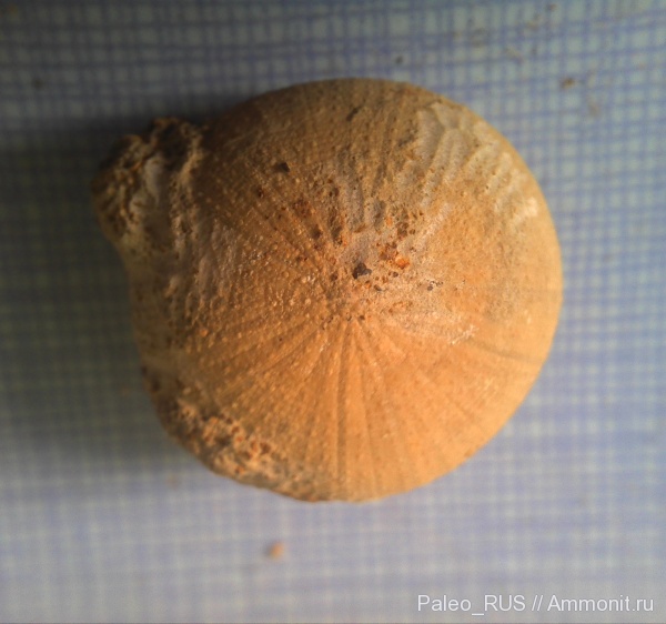 иглокожие, нижний мел, готерив, Discoidea karakaschi, Discoidea, Hauterivian, Lower Cretaceous