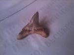 Alopias cf. hermani
