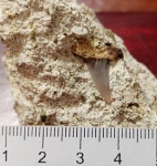 Зуб акулы Hypotodus sp.