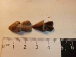 2 ринхолита Hadrocheilus