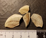 коллекция щитков усоногих раков Calantica darwiniana