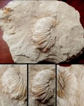 Acanthoscaphites tridens trinodosus (Kner) .
