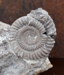 Echioceras raricostatum