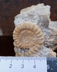 Echioceras quenstedti