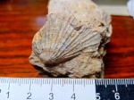 Ископаемый двустворчатый моллюск Monotis sp