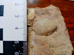 Ископаемая брахиопода Lobothyris tuchkovi Dagys