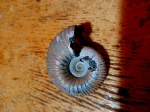 Ископаемый головоногий моллюск, аммонит,Eichwaldiceras carinatum (Eichwald)