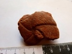 Аммонит Calliphylloceras.