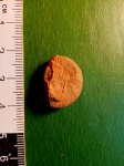 Головоногий моллюск аммонит, Grammoceras sp.