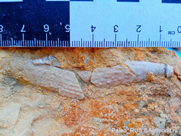 морские ежи, нижний мел, берриас, Echinoidea, Cidaris