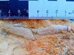 Игла морского ежа Cidaris sp. в породе.