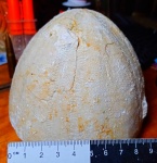 Ископаемый морской еж Conoclypeus conoideus