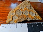 Paleodictyon problematicus.