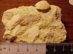 Одноклеточные организмы нуммулиты Nummulites neeri de la Harpe( Nummulites irregularis?) и раковина ископаемой брахиоподы Psilothyris airgulensis в породе известняка.
