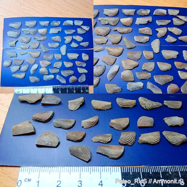 мезозой, верхняя юра, аптихи, Haploceras, титонский ярус