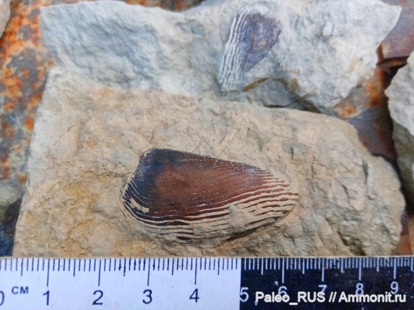мезозой, верхняя юра, аптихи, Punctaptychus, Haploceratidae, титонский ярус