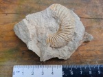 Аммонит Pseudosubplanites crymensis