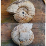 Аммонит Spiticeras multiforme