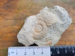 Аммонит Pseudosubplanites jauberti