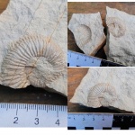 Аммонит Pseudosubplanites grandis