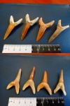 Зубы ископаемой акулы Striatolamia macrota Зубы ископаемой акулы Striatolamia macrota