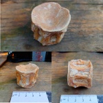 позвонок Cybium.sp.