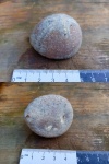 морской еж Echinocorys sp.