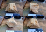 Позвонок ископаемого кита Cetotherium