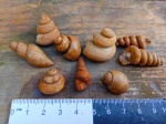 Различные ядра брюхоножек с Казахстана