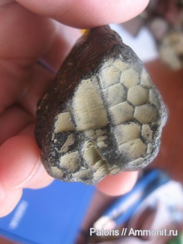 морские ежи, Echinoidea