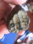 Фрагмент морского ежа.,сем.Palaeechinidae.