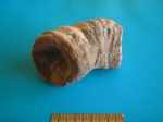 Род Zaphrentis