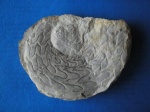 Artinskia